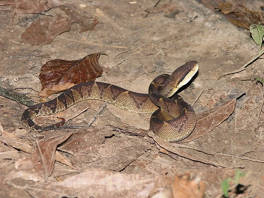 A Central American bushmaster (Lachesis stenophrys)