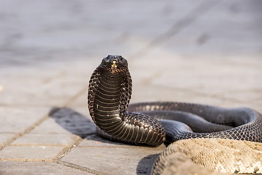 An Egyptian cobra (Naja haje)