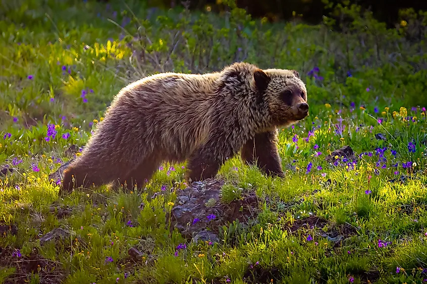 A grizzly bear searching for food in Yellowstone