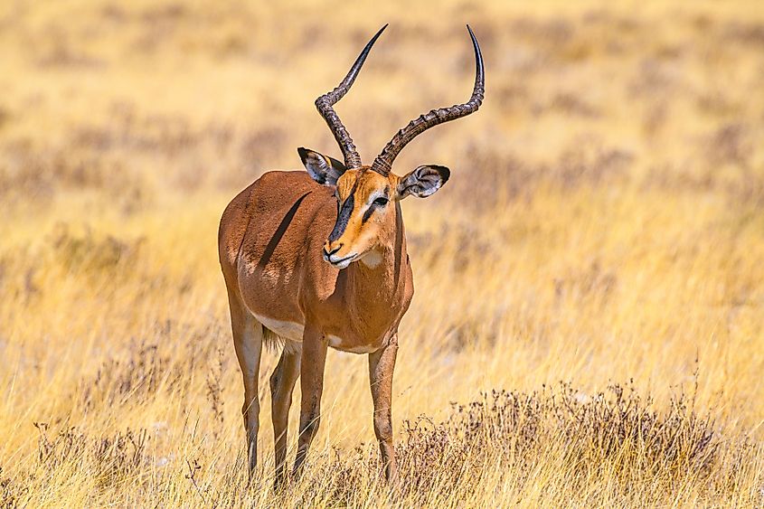 An impala (Aepyceros melampus)