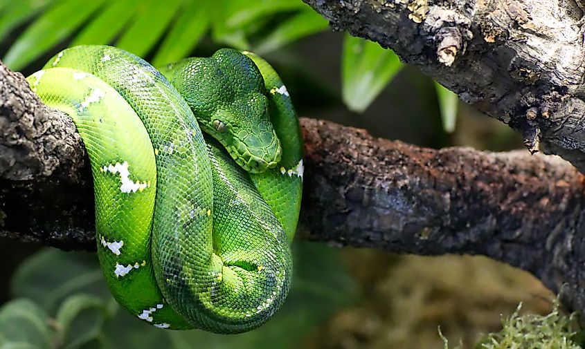 Emerald Tree Boa. 