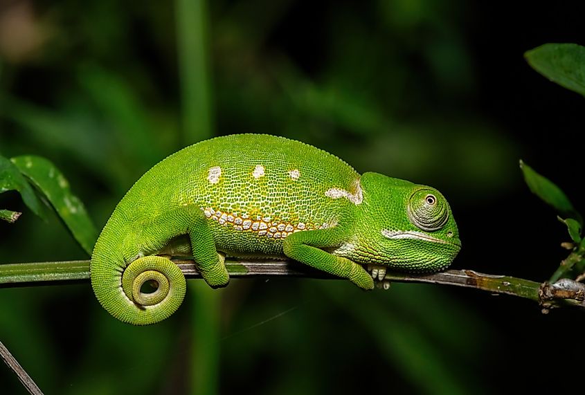 A juvenile flap-necked chameleon (Chamaeleo dilepis) in the wild.