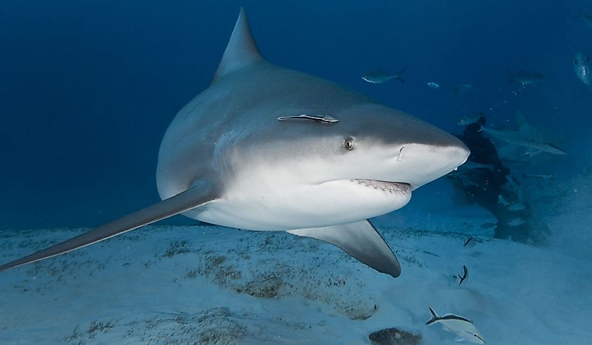 A bull shark swimming in deep water, showing its blunt snout and stocky body.