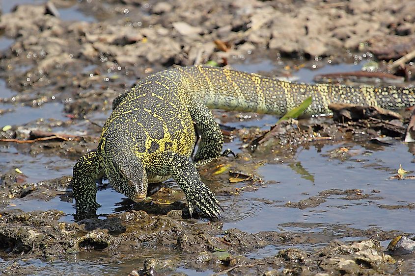 A Nile monitor lizard near the water.