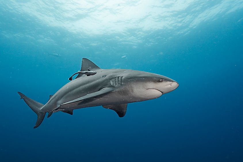 A bull shark (Carcharhinus leucas)