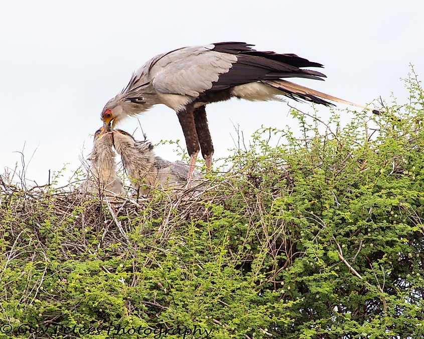 A secretary bird feeding its chicks