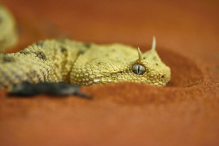 A Saharan horned viper (Cerastes cerastes)