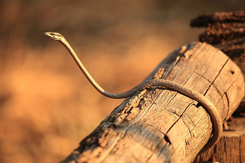 An African twig snake