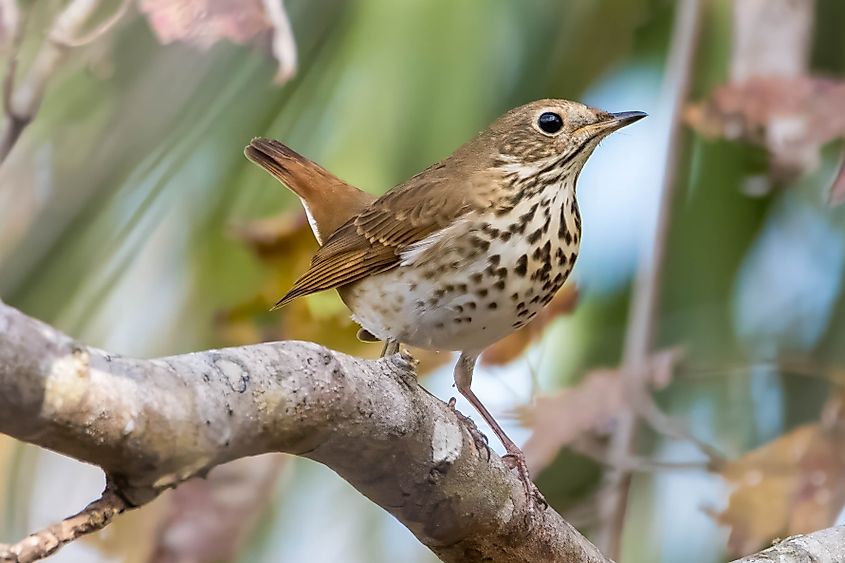 A hermit thrush (Catharus guttatus)