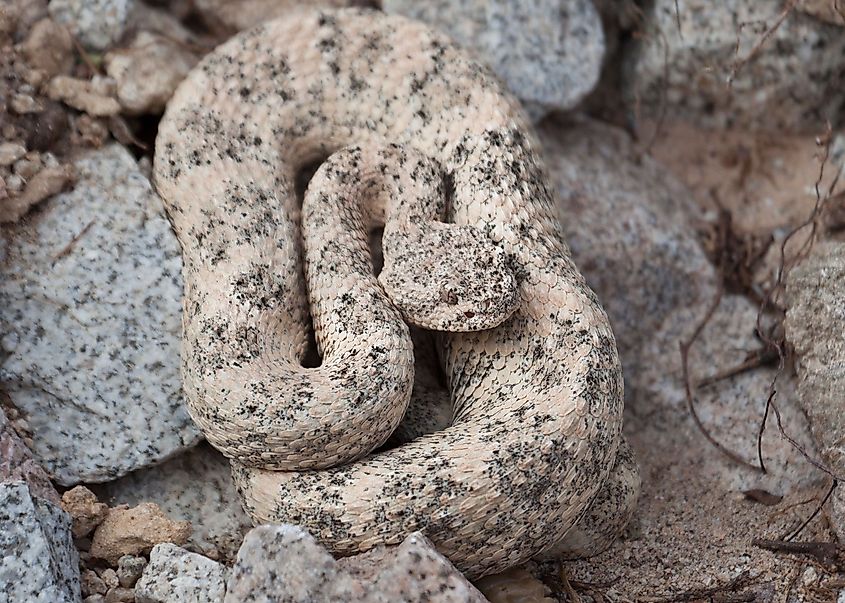 A speckled rattlesnake (Crotalus pyrrhus)