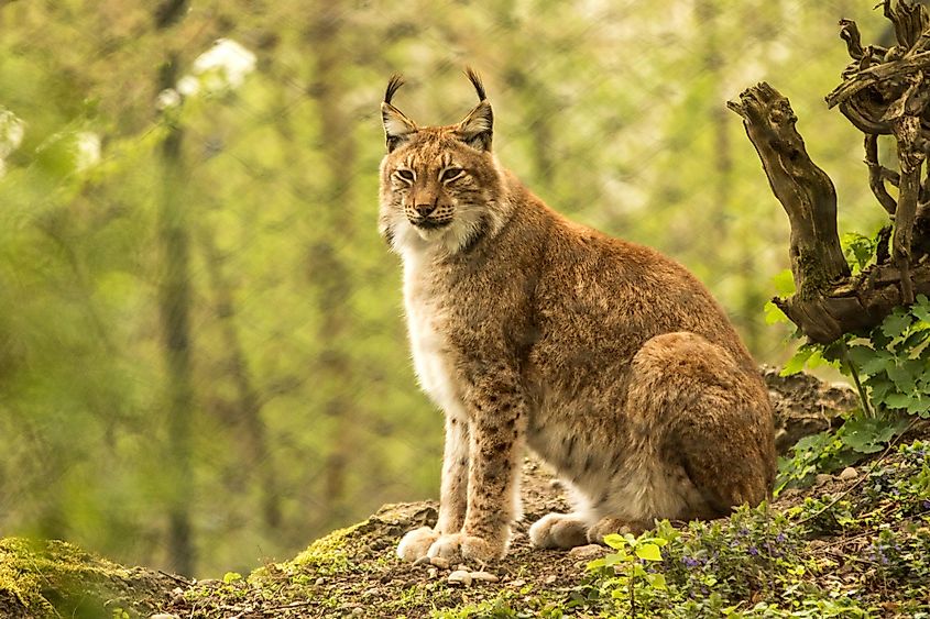 A lynx in a snowy forest.