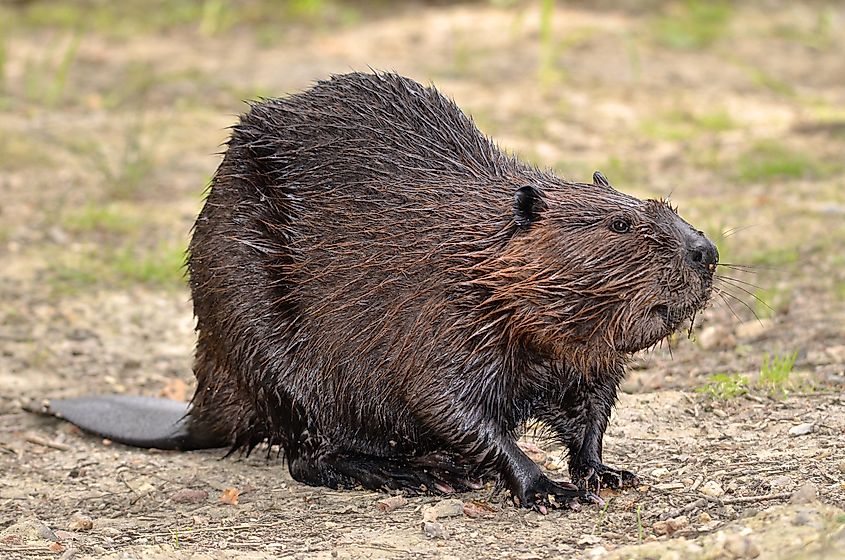 A North American Beaver (Castor canadensis) 