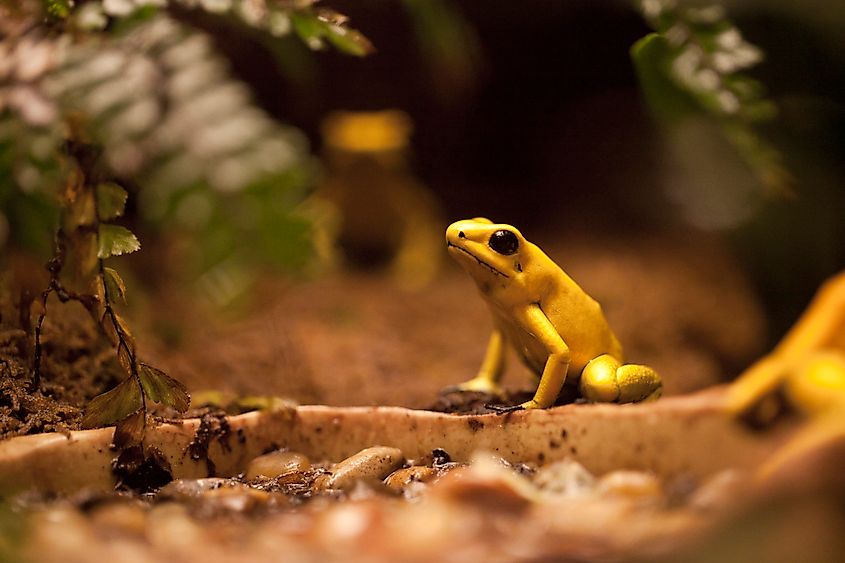 A golden poison frog (Phyllobates terribilis)