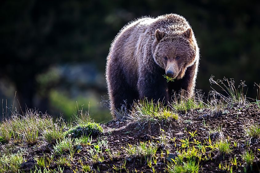 Grizzly Bear at Yellowstone with a flower in its mouth