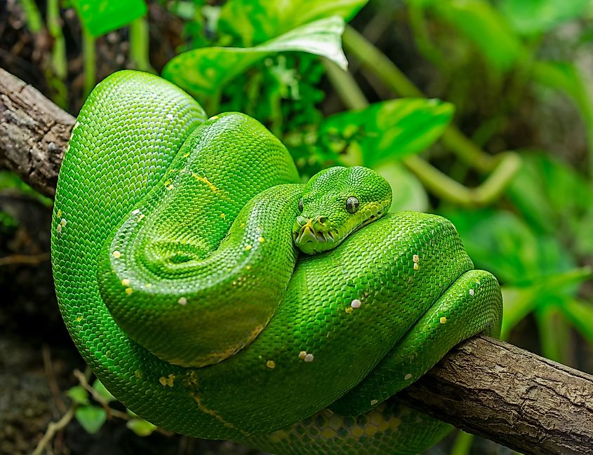 A green tree python (Morelia viridis)