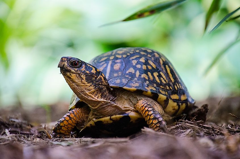 An eastern box turtle (Terrapene carolina carolina)
