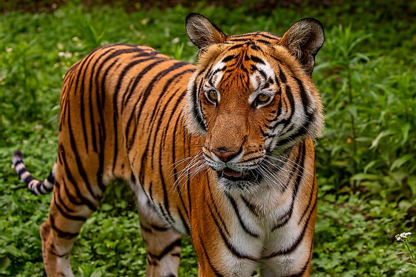 A South China tiger (Panthera tigris amoyensis)