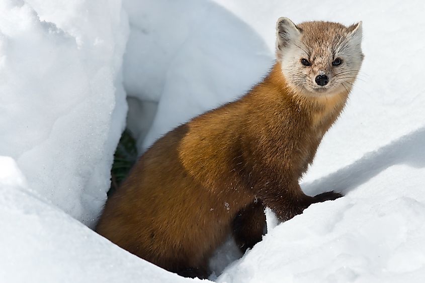An American marten outside its den in the Canadian taiga.