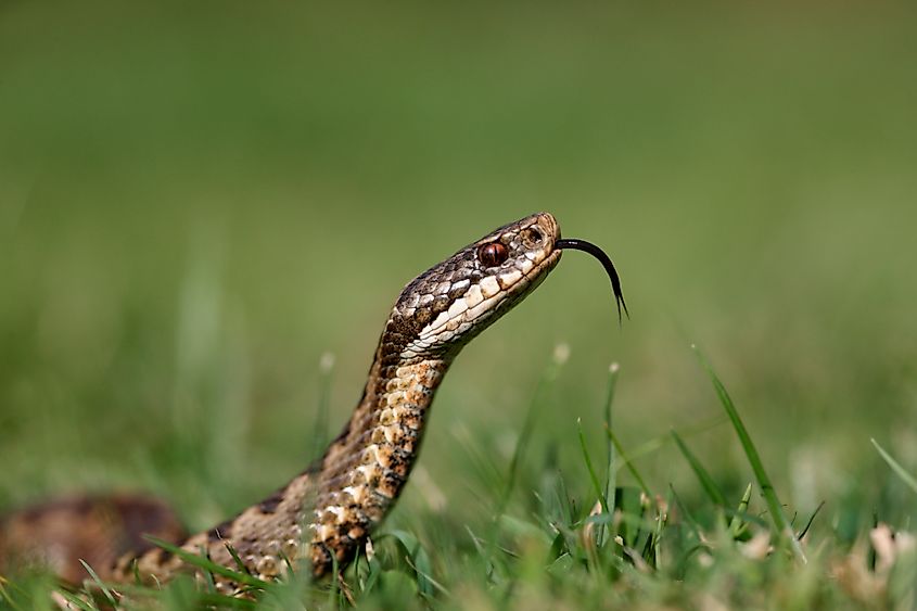 A European adder (Vipera berus)