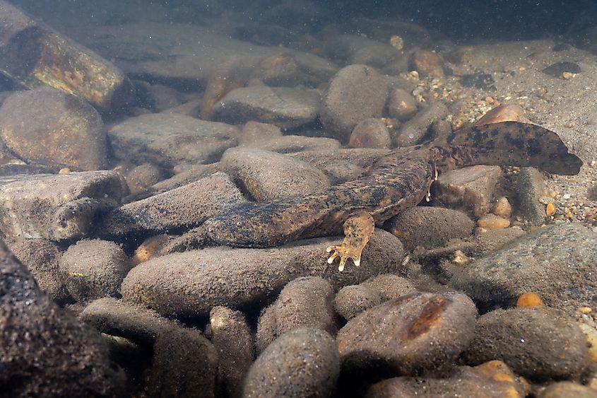An eastern hellbender (Cryptobranchus alleganiensis alleganiensis)