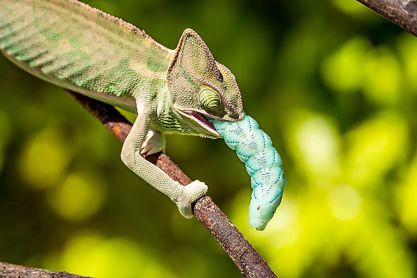 The Veiled Chameleon (Chamaeleo calyptratus) eats a blue caterpillar (Manduca sexta).