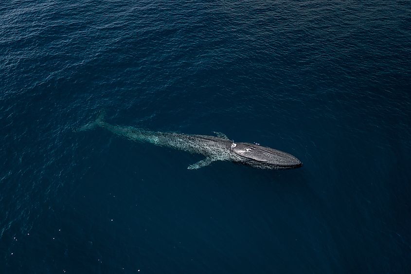 A blue whale (Balaenoptera musculus)