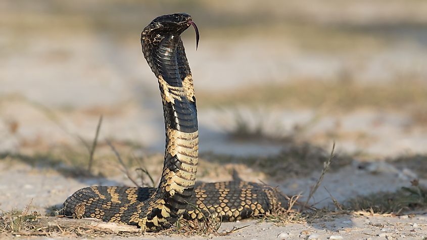A Rinkhals spitting cobra