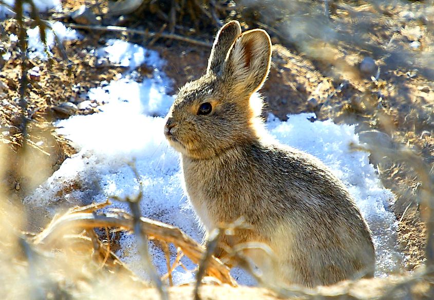 A pygmy rabbit (Sylvilagus idahoensis)