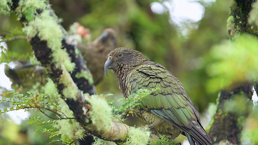 A kea (Nestor notabilis)