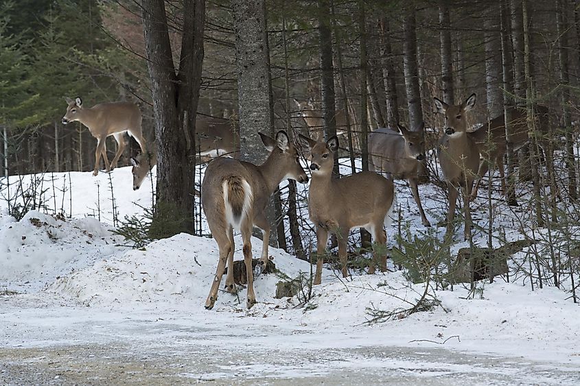 White-tailed deer standing in eastern woodland, the primary wild prey of mountain lions.