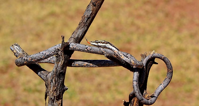 A southern vine snake (Thelotornis capensis)