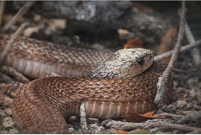 A Mozambique spitting cobra (Naja mossambica)