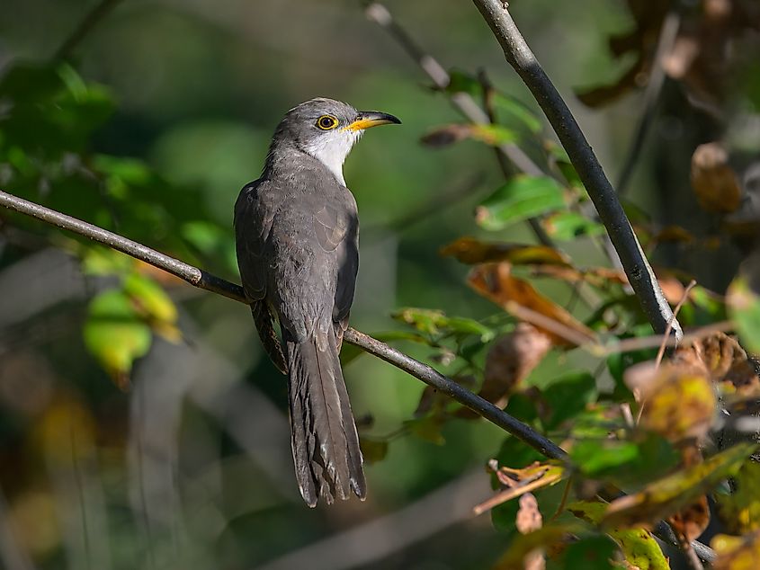 A yellow-billed cuckoo (Coccyzus americanus)
