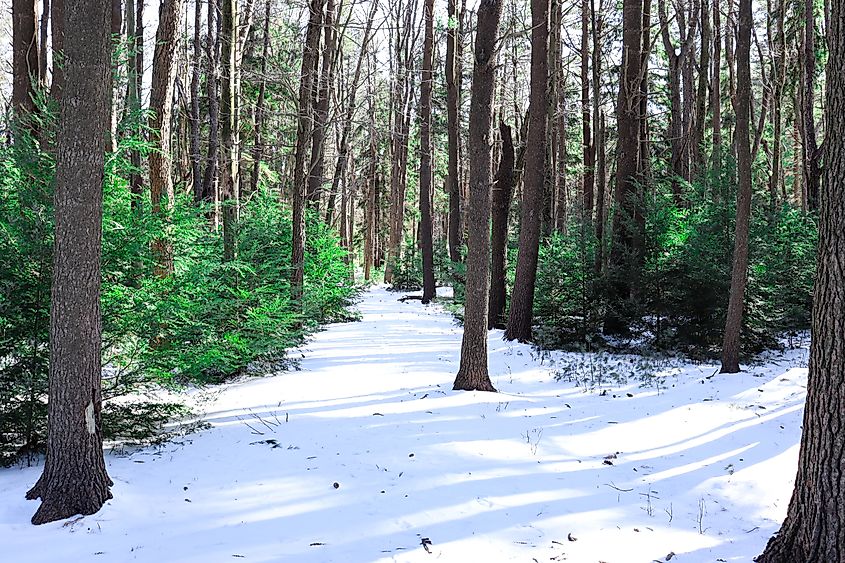 A view of the snow and trees at Promised Land State Park