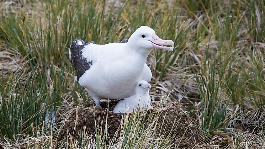 A wandering albatross with its chick