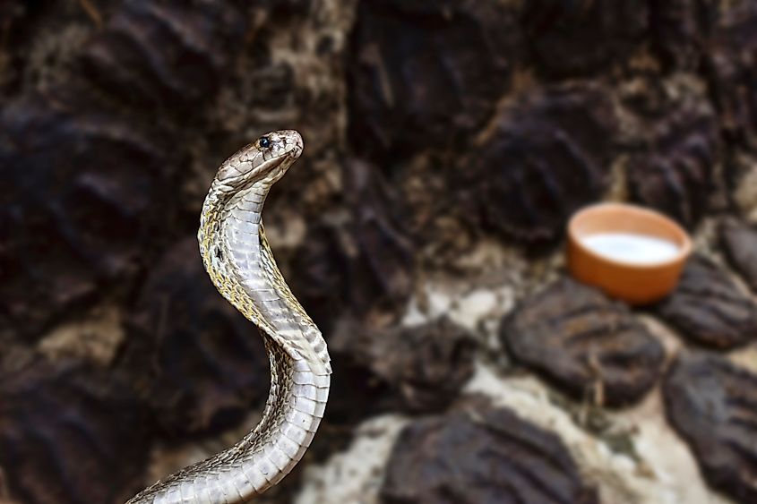 An Indian cobra (Naja naja)