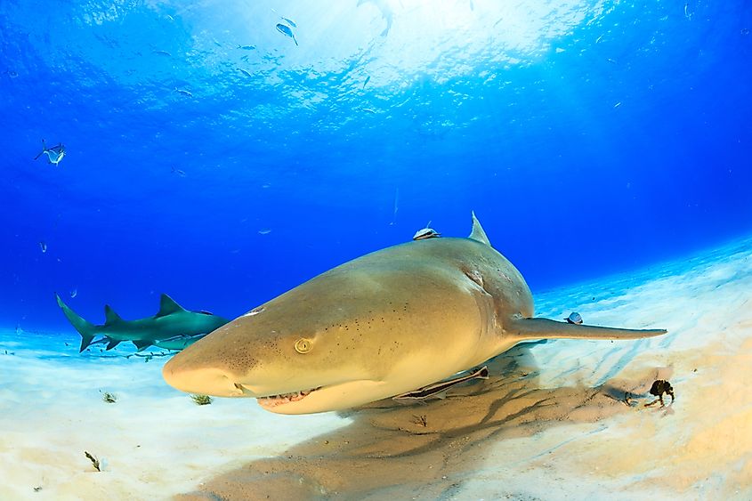 A lemon shark swimming over a sandy seabed.