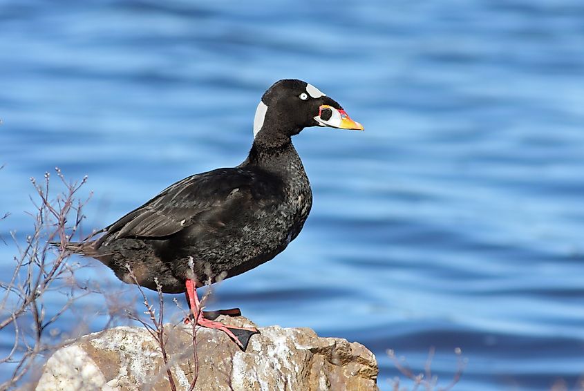 A scoter (Melanitta perspicillata)