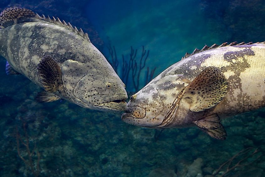 A goliath grouper (Epinephelus itajara)