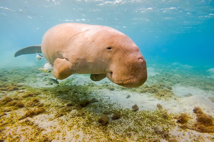 A dugong (Dugong dugon)