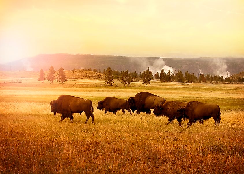 A herd of bison