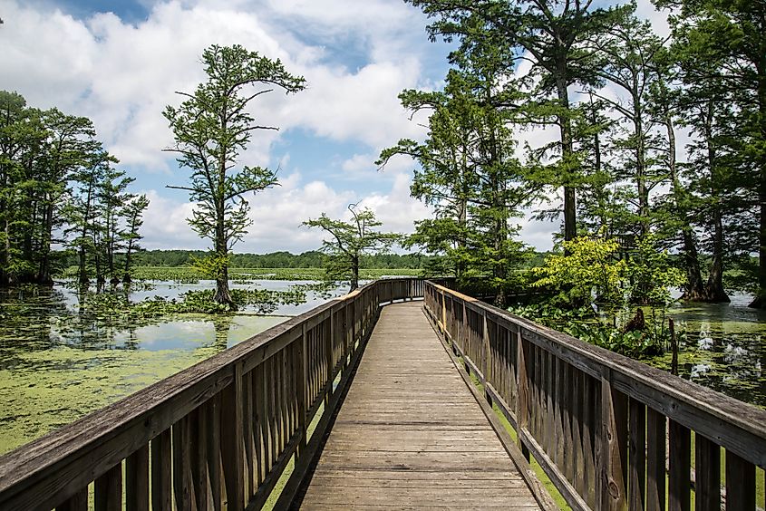 View of a wetland swamp area with cypress trees at Reelfoot Lake State Park
