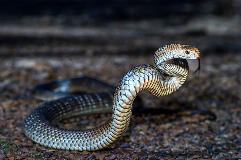 An eastern brown snake (Pseudonaja textilis)