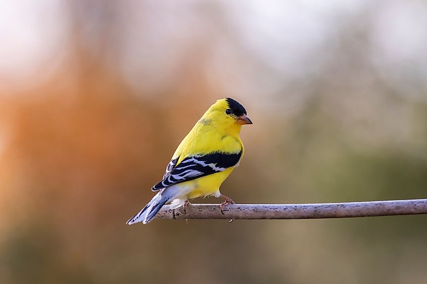 An eastern goldfinch (Spinus tristis)