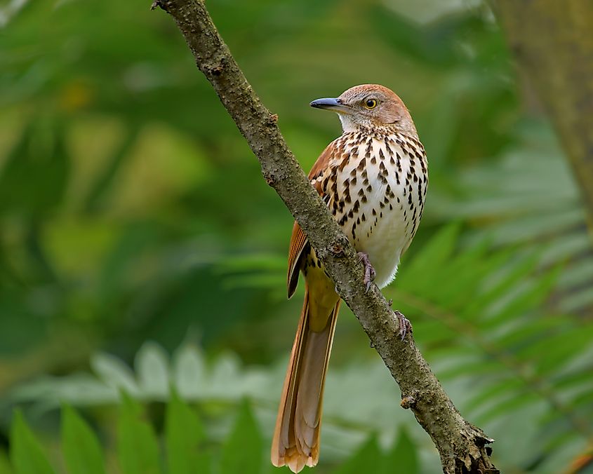 A brown thrasher (Toxostoma rufum)