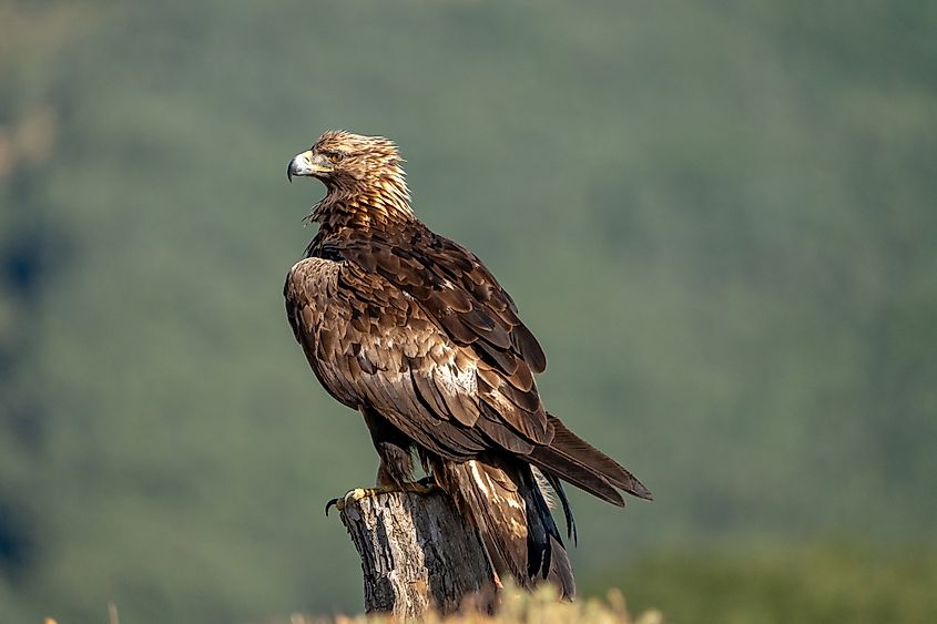A golden eagle (Aquila chrysaetos)