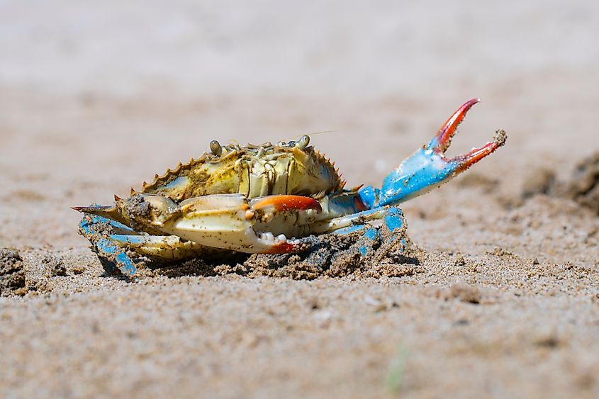 Blue crab (Callinectes sapidus)