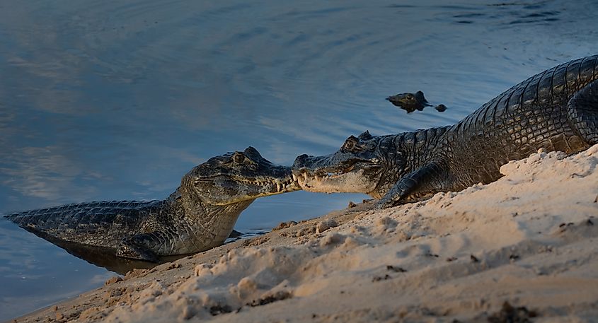 A spectacled caiman (Caiman crocodilus)