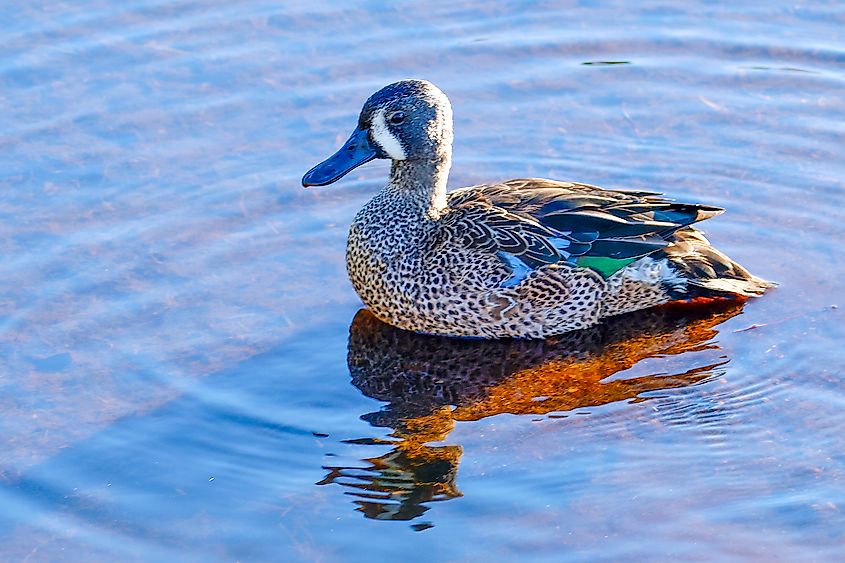 A blue-winged teal (Spatula discors)