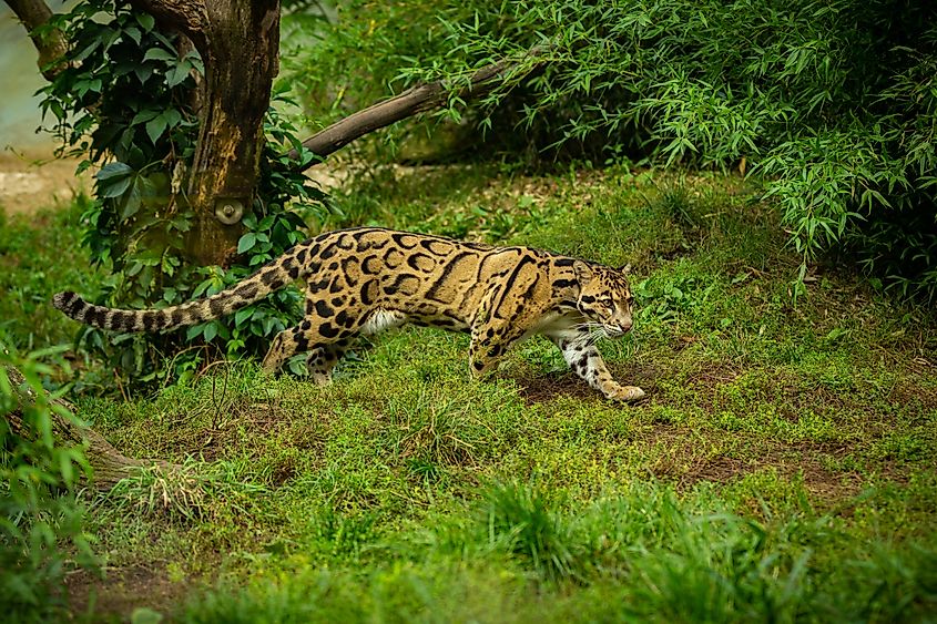 Clouded leopard (Credit: PhotocechCZ via Shutterstock)